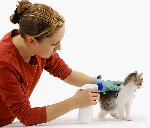 When processing a flea spray, you need to push the kitten's fur apart and try not to get into his eyes and mouth.