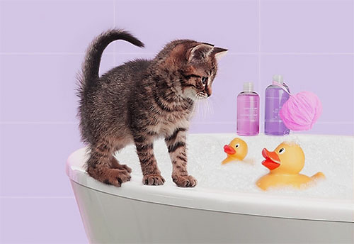 Insecticidal shampoo foams just like regular shampoo and is applied to the body of a kitten.