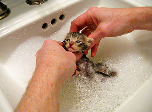 Skum bör tvättas av kattungen under rinnande vatten.