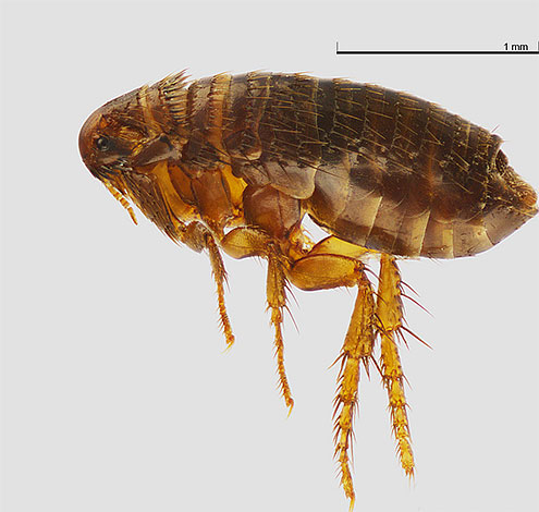 Cat flea with high magnification