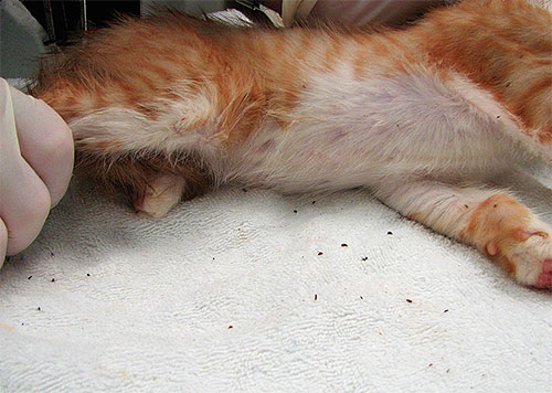 Med ett överflöd av loppor i en kattunge är parasiter tydligt synliga även med blotta ögat.
