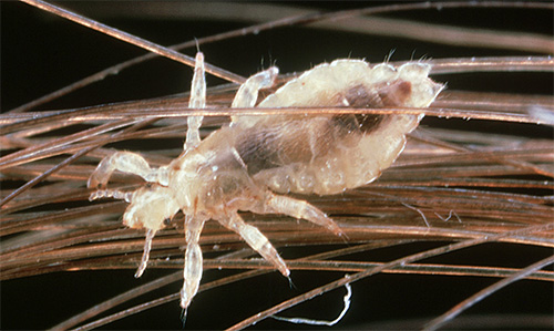 There are many lice products on the market, but not all of them are suitable for removing parasites at home