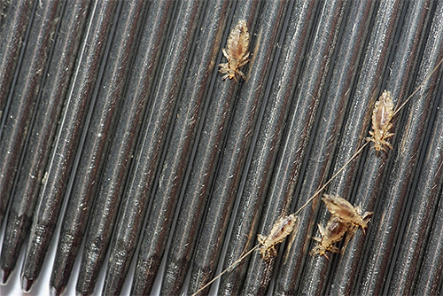 Combs for combing lice - one of the most effective and safe means for removing parasites in the home