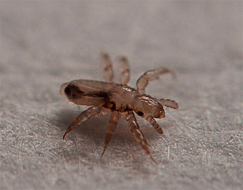 Lice larvae hatch from the remaining nits in the hair for about a week.