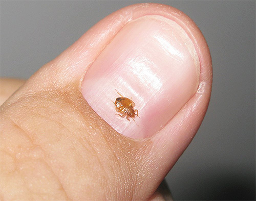 Consider the basic ways that will help to detect bedbugs, if they bred in the apartment.