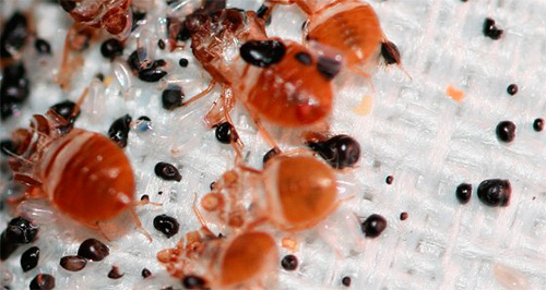 Närvaron av bedbugs i en lägenhet indikeras också av resterna av deras vitala aktivitet, till exempel svarta pellets av excrement