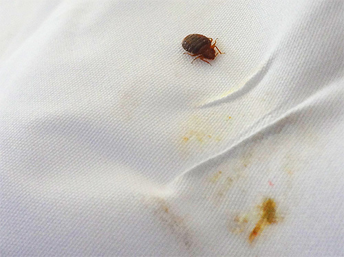 To detect bed bugs, you can spread a white sheet on the bed and look at it in the middle of the night with the lights on