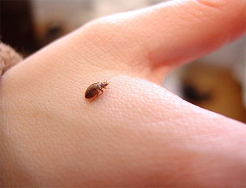 At the first suspicion of the presence of bugs in the house, it is important to try to detect the insects themselves.
