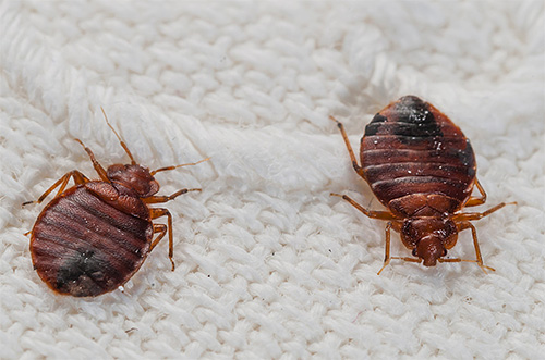 On the photo - bedbugs on bedding