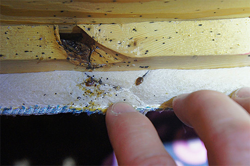 If there is a suspicion that bedbugs have started in the apartment, first of all, you should carefully inspect the furniture, especially the bed.