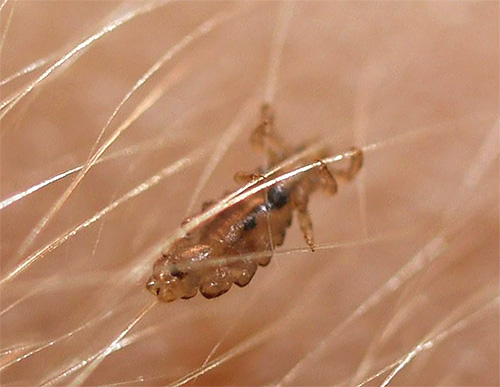 Some folk remedies can be used to kill adult lice and their larvae.