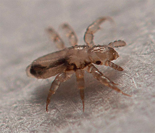 Even after using seemingly effective lice products, it is usually impossible to kill all the nits, and new larvae eventually hatch from them.