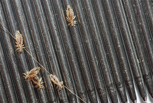 Thick comb will help comb out the lice and nits remaining on the head