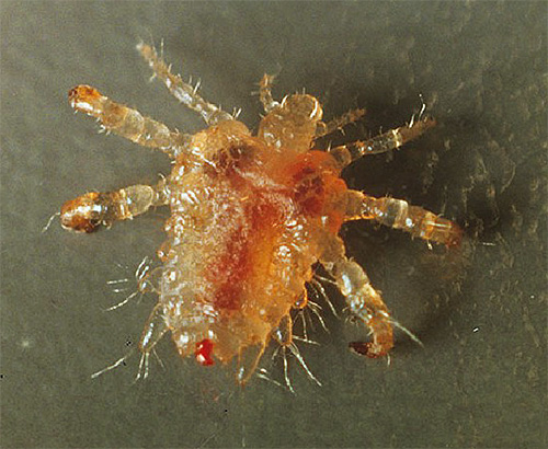 Pediculicidal preparations in the form of concentrates are most often used against pubic lice.