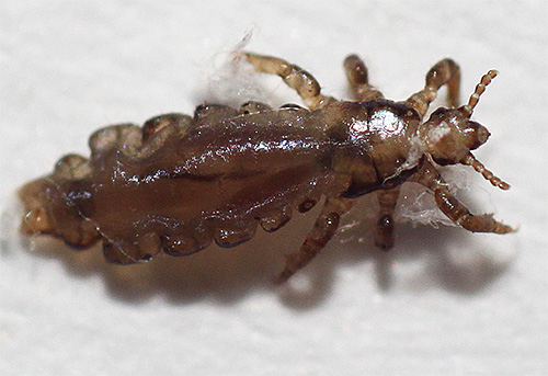 Not all drugs that effectively treat lice are safe for health.