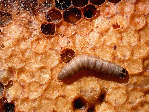 Larva vaxmoth i bikupan, visad med en ökning