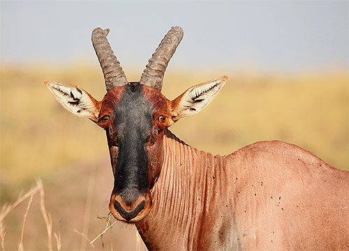 Rupsen van de mot Ceratophaga vastella kunnen aan de binnenkant de hoorns van de Afrikaanse antilope knagen.