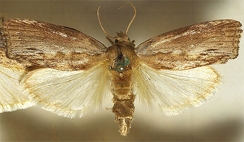 De foto toont de wasmotvlinder