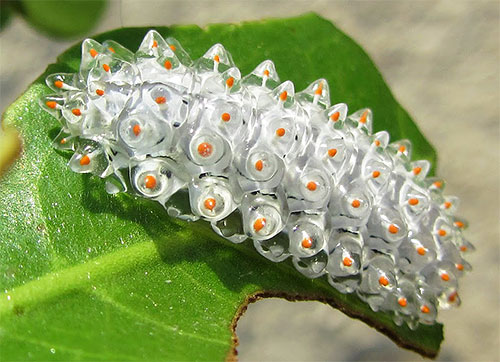 Denna larv, som liknar ett kluster av små kristaller, är också en mal larva (Acraga Coa från Dalceride familjen)