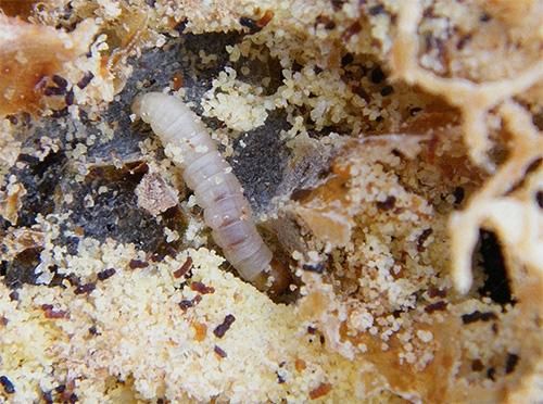 Bilden visar en matmoth caterpillar som älskar att äta spannmål och mjöl i köket.