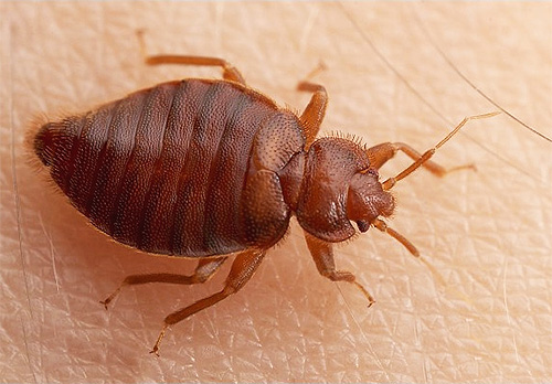 Some strong smells can actually scare away bedbugs