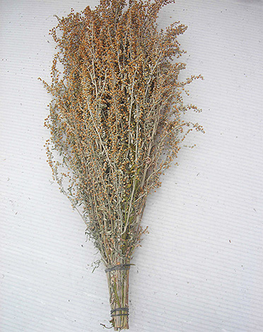 Wormwood has long been used by people to scare away bedbugs and other parasites.