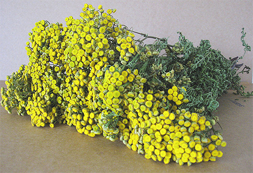 The smell of tansy is also able to scare away bedbugs from the apartment.