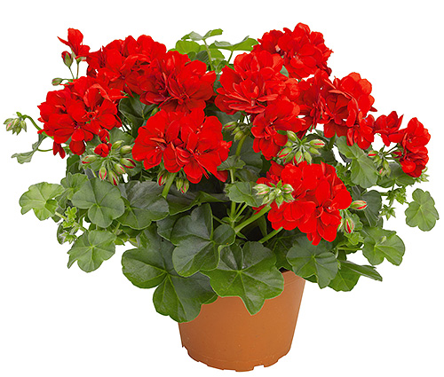 A bush of fragrant geranium standing in the house can also scare away bedbugs