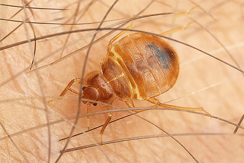 Electronic scarers, as a rule, do not have any effect on bedbugs