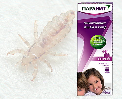 Spray for the destruction of lice and nits Paranit: let's figure out how this tool is effective and safe to use ...