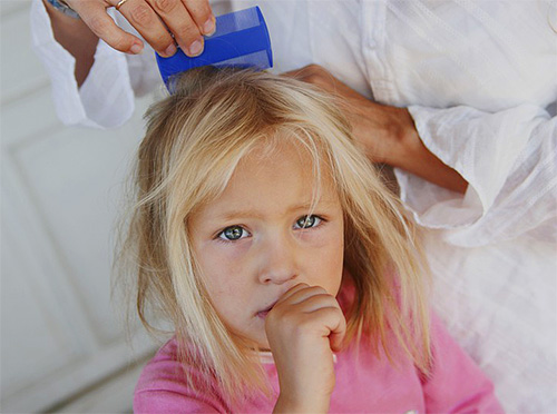 If you do not pay attention to the first symptoms of lice on time, then over time the infection threatens to turn into neglected lice.