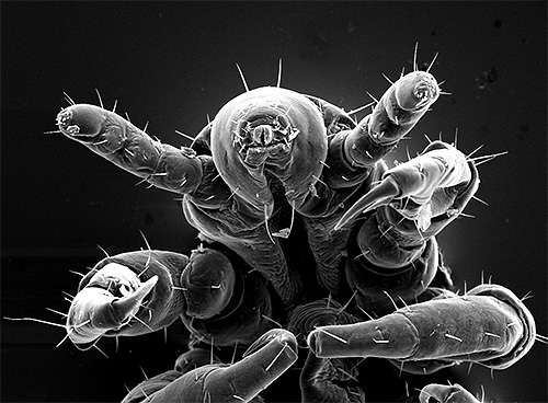 Louse under the microscope