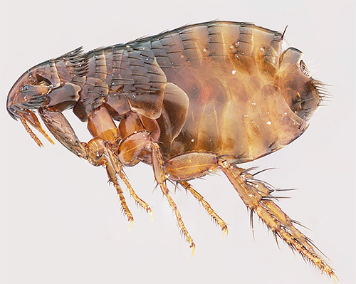 Symptoms of the appearance of lice are significantly different from flea bites.