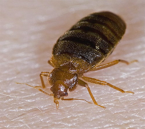 Bed bugs, unlike lice, bite mostly open areas of the body (without hair)