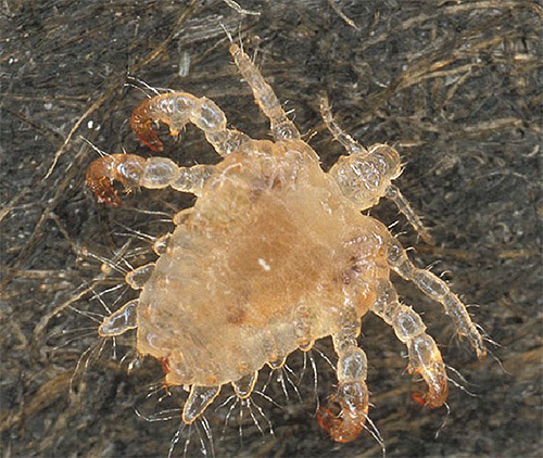 Among other insects, lice exudes a translucent body.