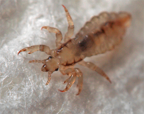 One of the signs of the appearance of lice on the body are bites under clothes.