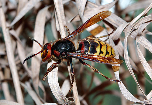 The hornet, busy collecting materials for the nest, will be indifferent to man