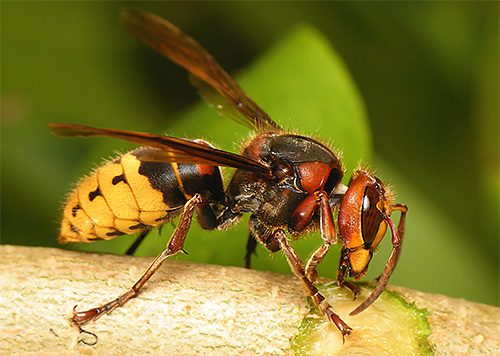 The photo shows the European hornet.