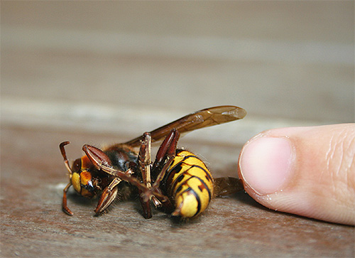 In general, in the European region, hornets attack humans less frequently than wasps or bees.