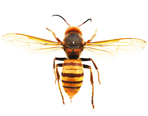 Photo of a giant Asian hornet