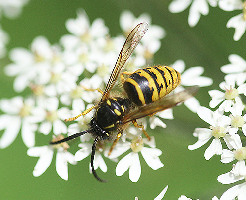 Often for hornets can take ordinary wasps