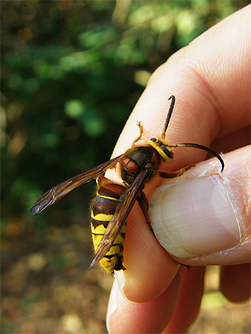 Even the bite of a European hornet can be very dangerous for a person who has a tendency to be allergic to insect bites.