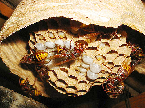 Hornets will show obvious aggression if a person threatens their nest.