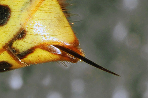 The hornet venom has a complex effect on the human body due to its toxins.