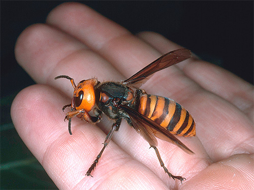 After the bite of the Asian hornet (shown in the photo), in addition to acute pain, a person develops severe edema of tissues affected by poison