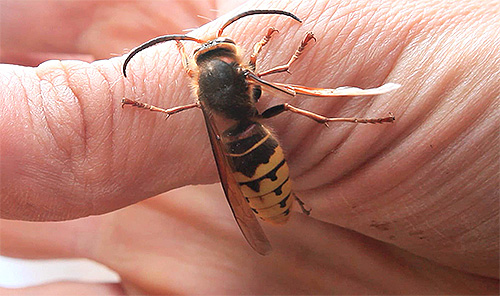 The bite of even one hornet can easily lead to death.