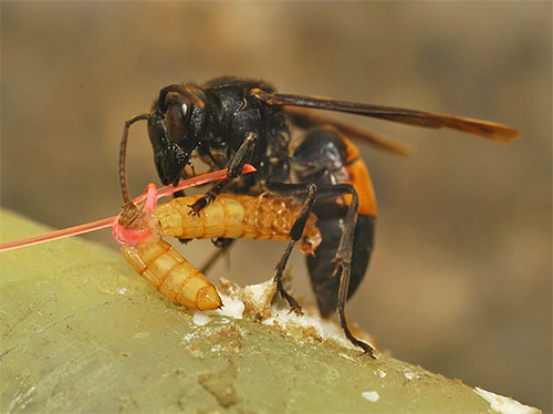 Fångade insekter Hornets matar sina larver