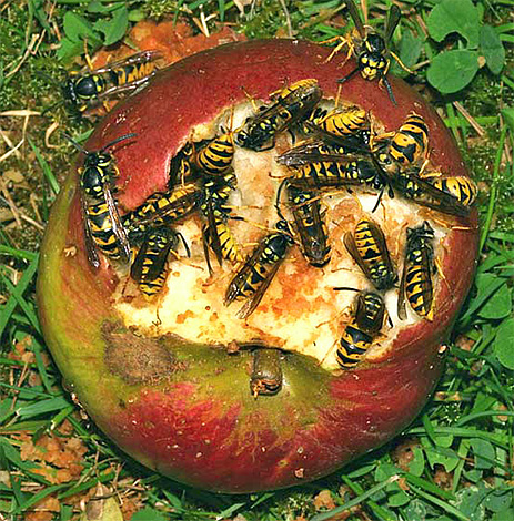 Vuxna hornets kan äta söta frukter, till exempel ruttande äpplen.