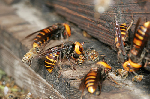 Hornets hittar gott om mat i den lurade bikupan av honungsbina, både för sig själva och för deras larver.