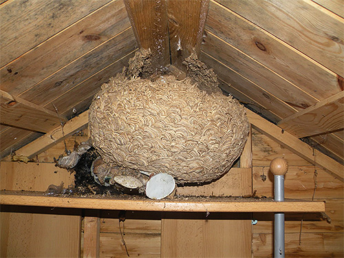 I början av hösten kan hornets nest redan nå 1 meter i diameter.